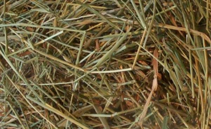 Est-ce que le foin est bon pour les hamster ?