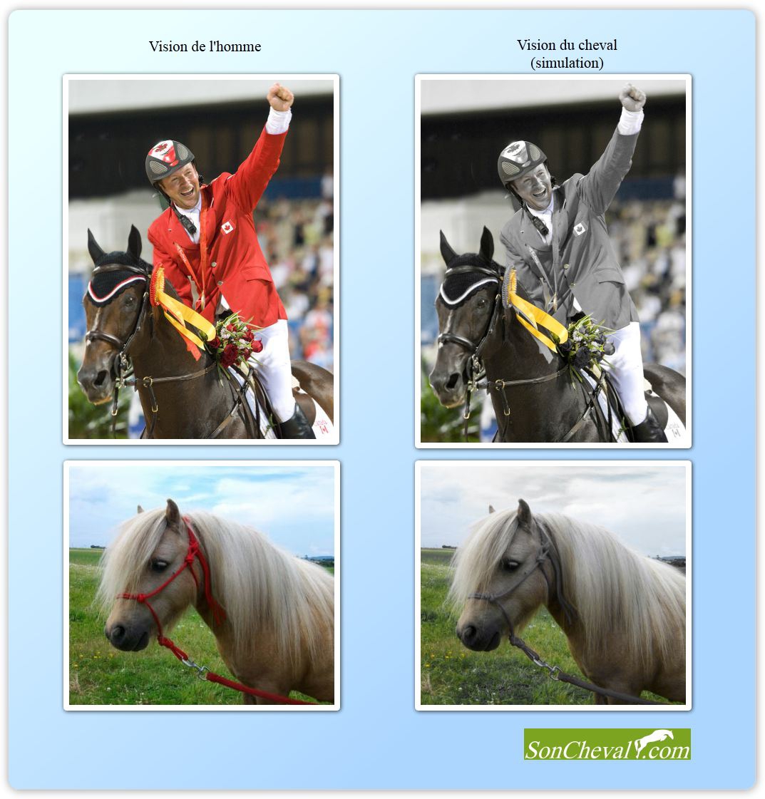 La vue du cheval