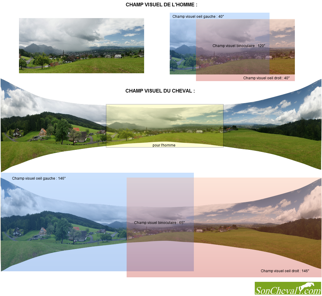 La vue du cheval