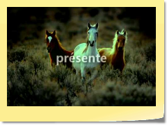 Promo www.SonCheval.com