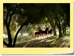 soncheval_0001